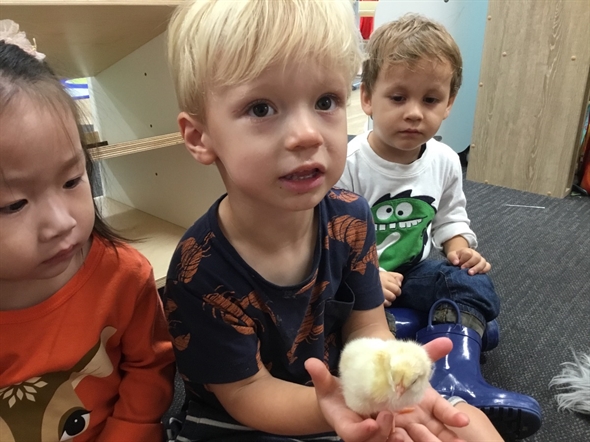 Little Zak's Academy | Easter Chicken Hatching Little Zak's Academy | Easter Chicken Hatching