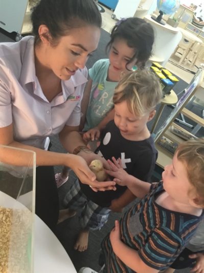 Little Zak's Academy | Easter Chicken Hatching Little Zak's Academy | Easter Chicken Hatching