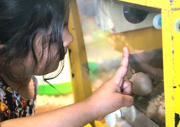 Little Zak's Academy | How Incursions and Excursions Make Education More Meaningful Little Zak's Academy | How Incursions and Excursions Make Education More Meaningful